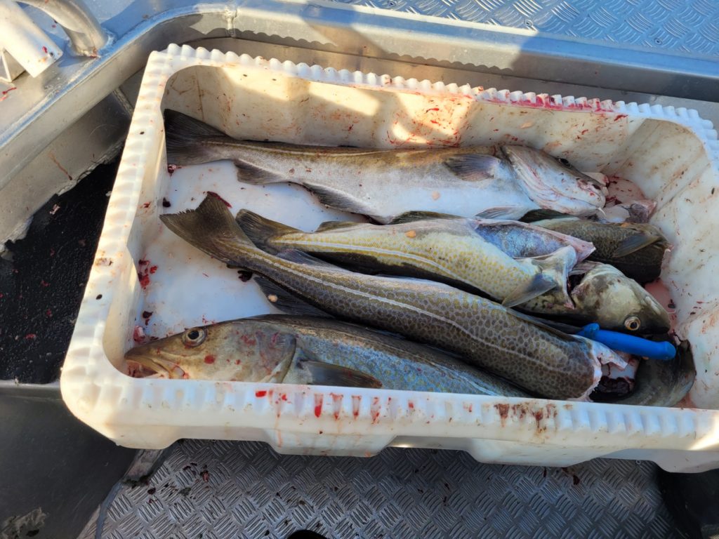 Dagens fangst fra Nappstraumen